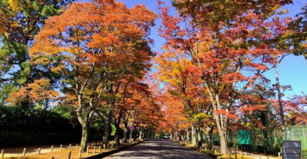 京都府立植物園・ケヤキ並木の紅葉　見頃　2019年11月13日　撮影：MKタクシー