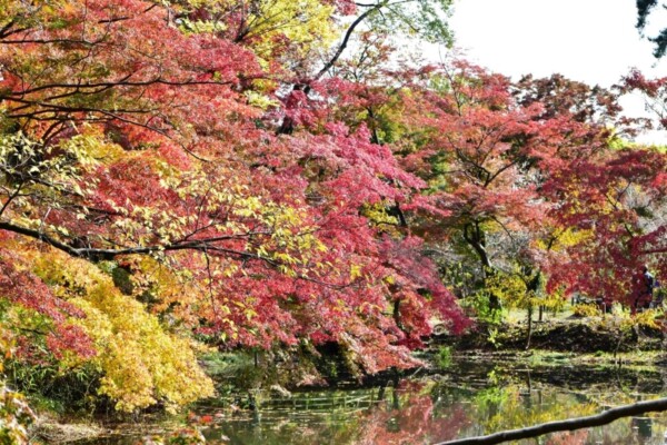 京都府立植物園・半木の森の紅葉　見頃　2020年11月12日　撮影：MKタクシー