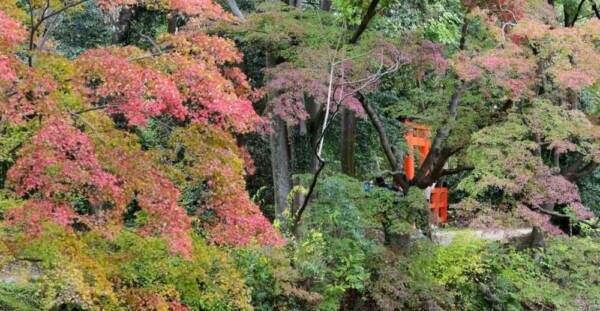京都府立植物園・半木の森の紅葉　色づきはじめ　2018年11月4日　撮影：MKタクシー