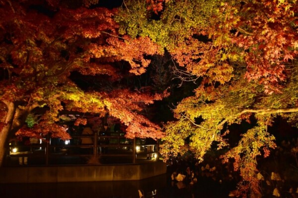 京都府立植物園・半木の森の紅葉ライトアップ　見頃　2019年11月20日　撮影：MKタクシー