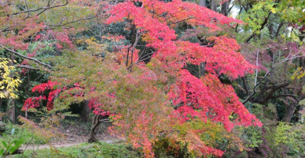 京都府立植物園・半木の森の紅葉　見頃　2018年11月14日　撮影：MKタクシー