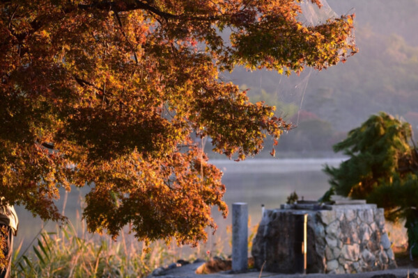 早朝の広沢池・観音島の紅葉 2019年11月7日 撮影:MKタクシー