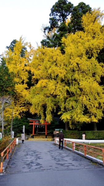 岩戸落葉神社のイチョウの黄葉　見頃　2020年11月11日　撮影：MKタクシー