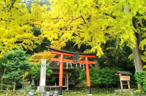 岩戸落葉神社のイチョウの黄葉　見頃　2016年11月14日　撮影：MKタクシー