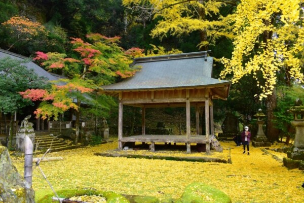 岩戸落葉神社のイチョウの黄葉　見頃　2020年11月15日　撮影：MKタクシー