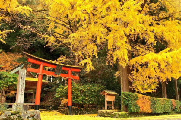 岩戸落葉神社のイチョウの黄葉　見頃　2016年11月21日　撮影：MKタクシー