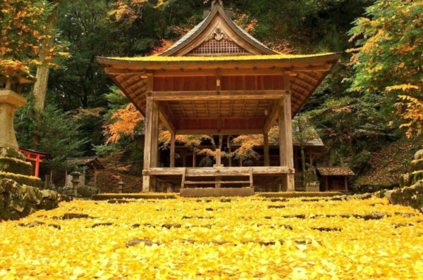 岩戸落葉神社のイチョウの黄葉　見頃　2016年11月21日　撮影：MKタクシー