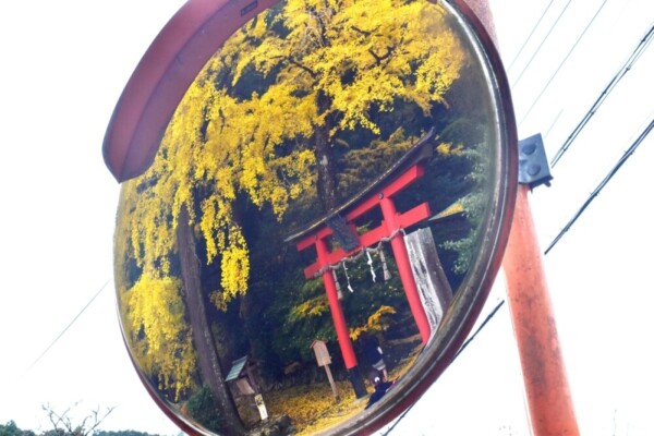 カーブミラーに映る岩戸落葉神社のイチョウの黄葉　見頃　2019年11月24日　撮影：MKタクシー