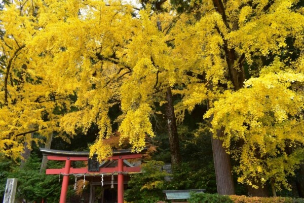 岩戸落葉神社のイチョウの黄葉　見頃　2019年11月24日　撮影：MKタクシー