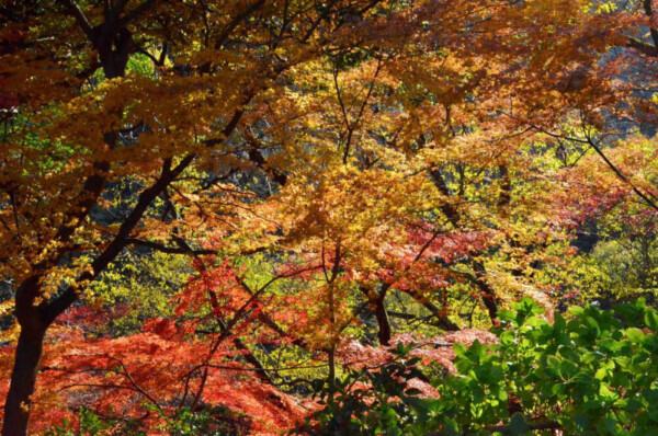 神応寺・石段の紅葉 見頃 2017年12月3日 撮影:MKタクシー