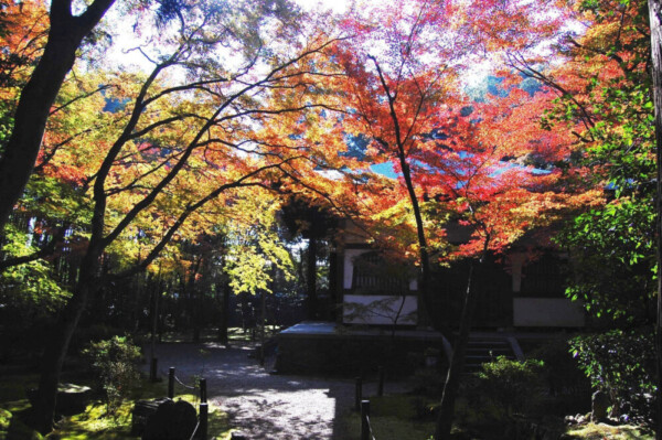 地蔵院竹の寺の紅葉　見頃　2007年11月25日　撮影：MKタクシー