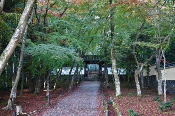 地蔵院竹の寺の紅葉　色づきはじめ　2020年11月26日　撮影：MKタクシー