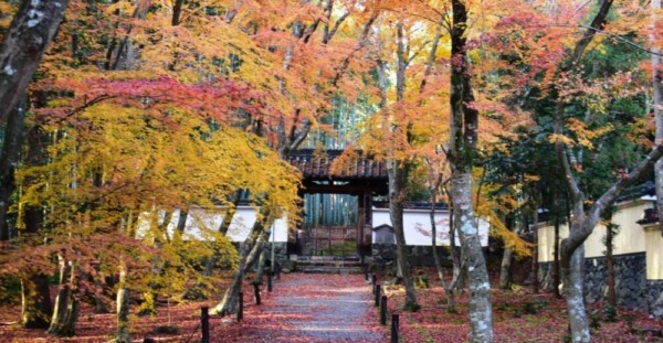 地蔵院竹の寺・総門の紅葉　散りはじめ　2019年12月14日　撮影：MKタクシー