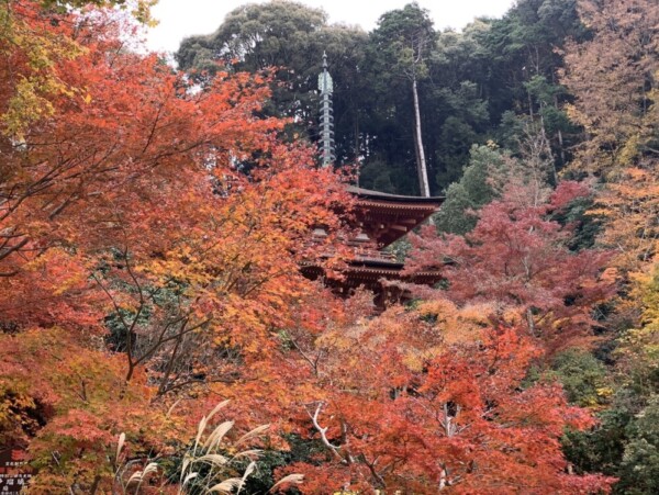 浄瑠璃寺の紅葉　見頃　2019年11月24日　撮影：MKタクシー