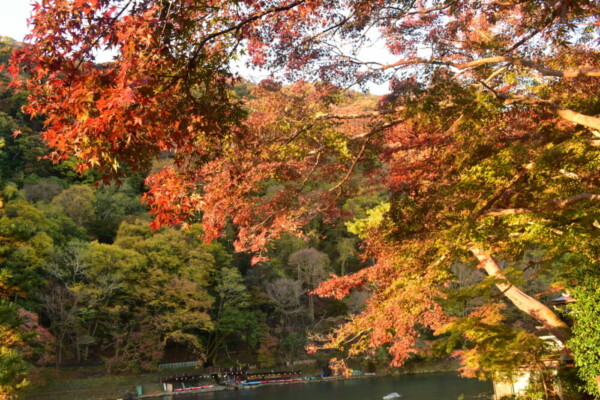 亀山公園の大堰川入口の紅葉　11月20日　撮影：MKタクシー