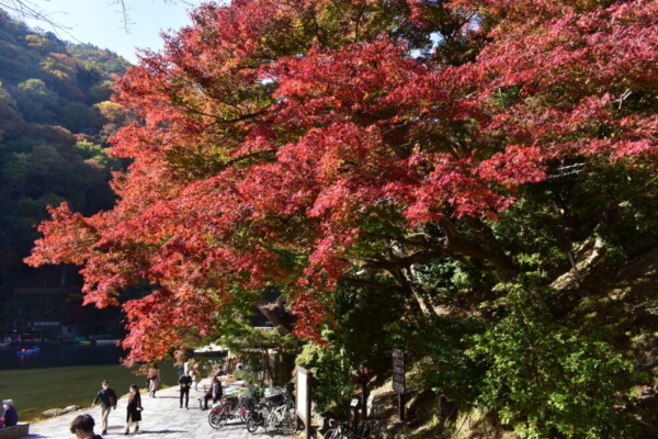 亀山公園の紅葉　見頃　2020年11月15日　撮影：MKタクシー