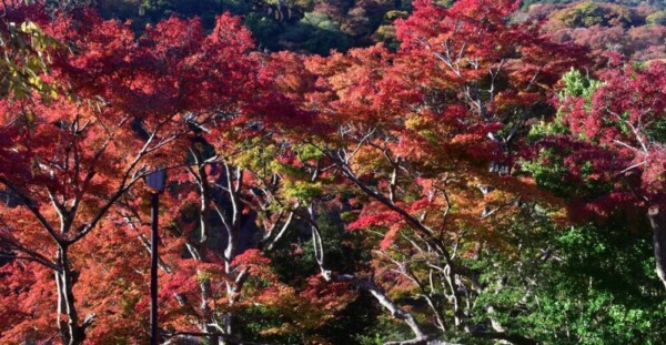 亀山公園の紅葉　見頃　2019年11月20日　撮影：MKタクシー