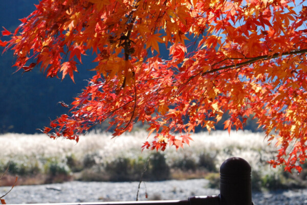 美山かやぶきの里の紅葉　見頃　2014年11月22日　撮影：MKタクシー