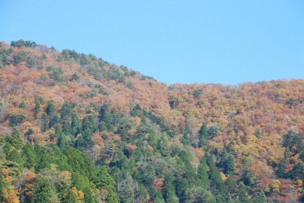 美山かやぶきの里の紅葉　見頃　2014年11月22日　撮影：MKタクシー