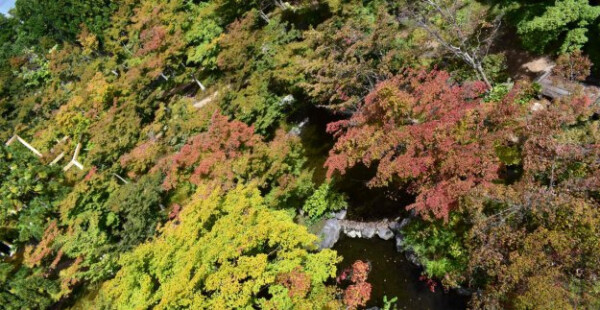 けいはんな記念公園の紅葉　色づきはじめ　2019年10月20日　撮影：MKタクシー