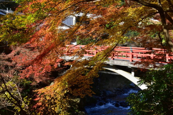 清滝・渡猿橋と紅葉　見頃　2020年11月15日　撮影:MKタクシー