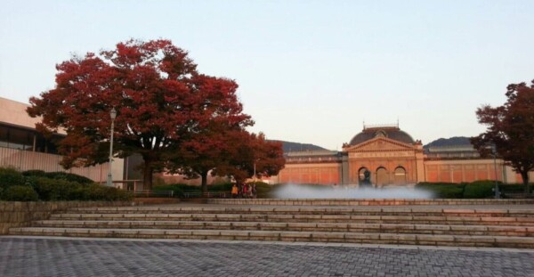 京都国立博物館・ケヤキの紅葉　見頃　2016年11月5日　撮影：MKタクシー