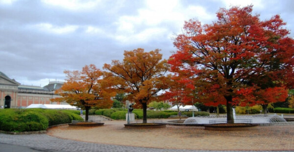 京都国立博物館・ケヤキの紅葉　見頃　2008年11月8日　撮影：MKタクシー