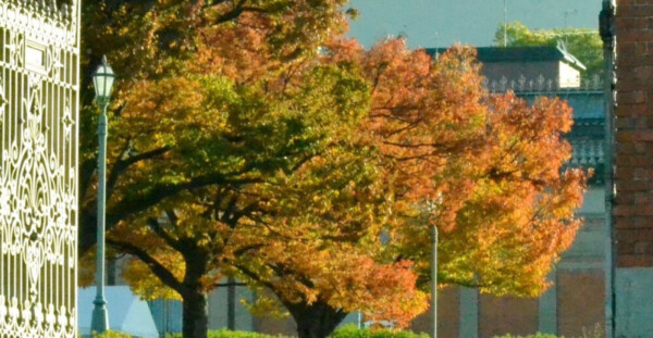 京都国立博物館・ケヤキの紅葉　見頃　2017年11月13日　撮影：MKタクシー