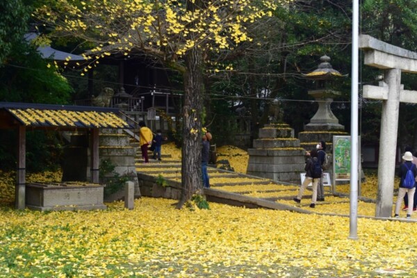高良神社のイチョウ　終わり近し　2020年11月22日　撮影：MKタクシー