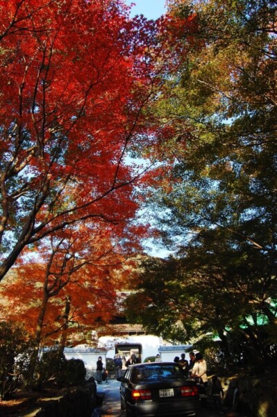 興聖寺・琴坂の紅葉　見頃　2007年11月24日　撮影：MKタクシー
