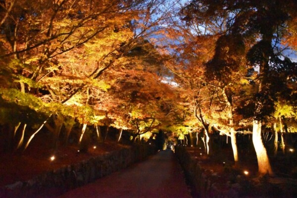 興聖寺・琴坂の紅葉ライトアップ　散りはじめ　2020年11月28日　撮影：MKタクシー