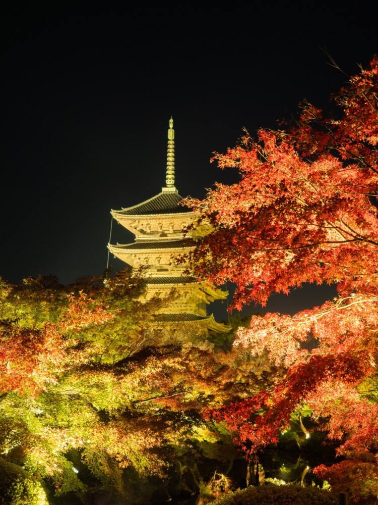 東寺の紅葉ライトアップ　2021年11月20日　撮影：MKタクシー