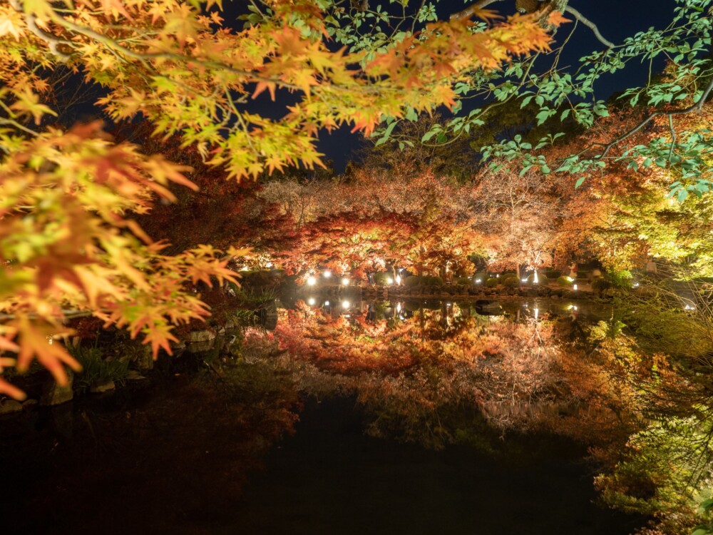東寺の紅葉ライトアップ　2021年11月20日　撮影：MKタクシー
