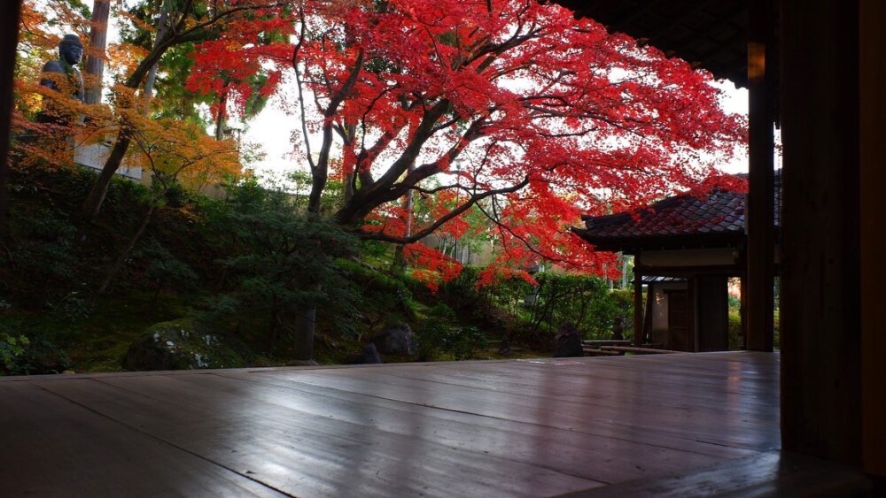 栄摂院南庭の紅葉 見頃 2021年11月26日 撮影:MKタクシー
