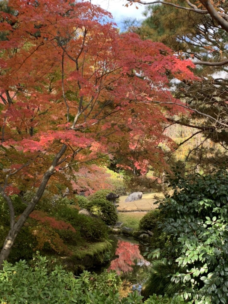 城南宮・桃山の庭の紅葉　見頃　2021年11月25日　撮影：MKタクシー