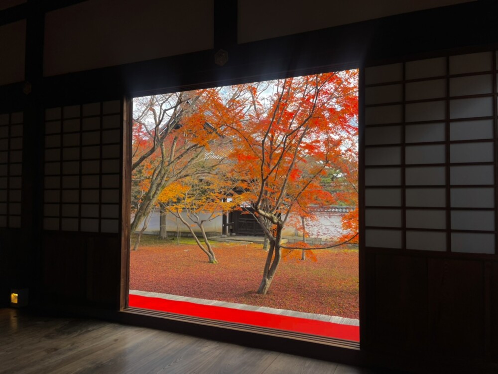 妙覚寺・法姿園の紅葉　散りはじめ　2021年12月1日　撮影：MKタクシー