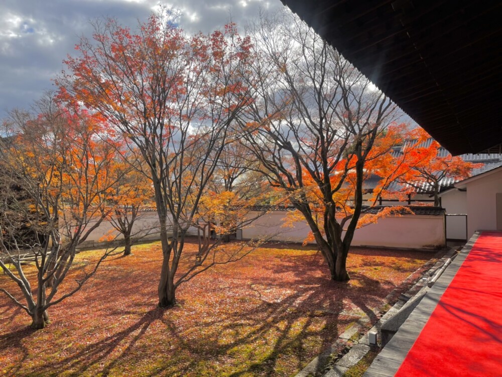 妙覚寺・法姿園の紅葉　散りはじめ　2021年12月1日　撮影：MKタクシー