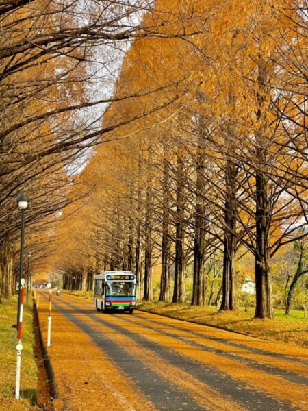 メタセコイア並木の紅葉　散りはじめ　2020年12月13日　撮影：MKタクシー