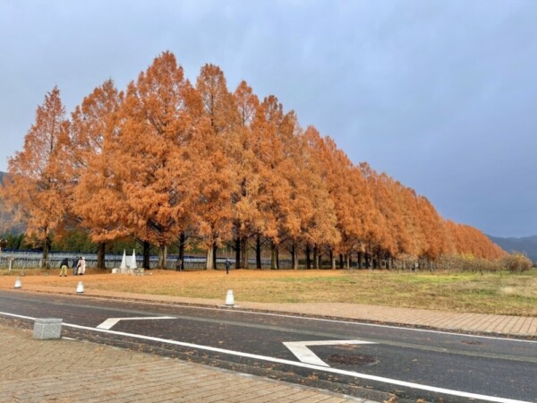 メタセコイア並木の紅葉　散りはじめ　2020年12月13日　撮影：MKタクシー