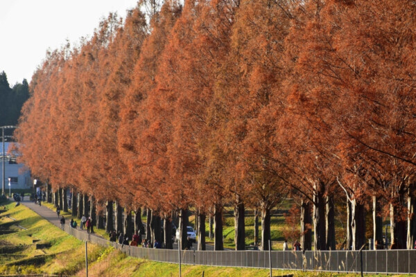 メタセコイア並木の紅葉　見頃　2018年12月2日　撮影：MKタクシー