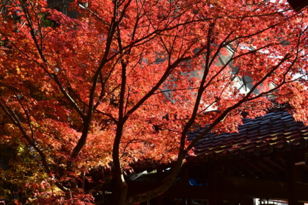 萬福寺の紅葉　散りはじめ　2020年12月5日　撮影：MKタクシー