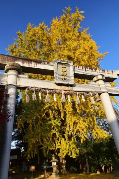 三栖神社のイチョウ　見頃　2020年12月10日　撮影：MKタクシー