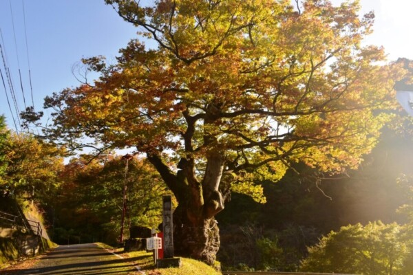 大原神社（美山）・ケヤキの紅葉　見頃　2019年11月10日　撮影：MKタクシー