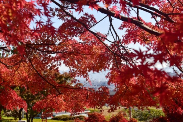 西山公園の紅葉　見頃　2019年11月23日　撮影：MKタクシー
