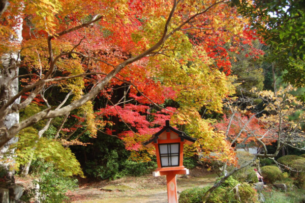 大原野神社の紅葉　見頃　2008年11月23日　撮影：MKタクシー