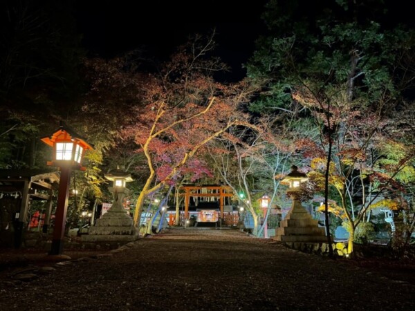 大原野神社の紅葉ライトアップ　見頃　2020年11月23日　撮影：MKタクシー