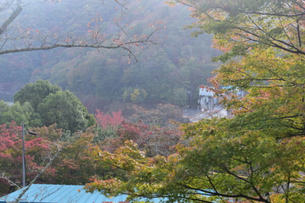 大野ダムの紅葉 見頃近し 2019年11月10日 撮影:MKタクシー