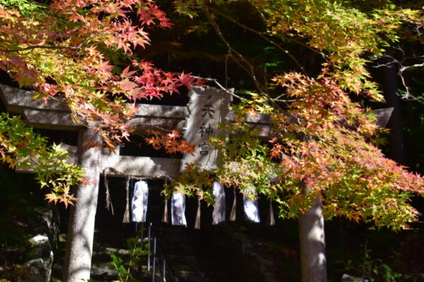 大道神社の紅葉　見頃　2020年11月14日　撮影:MKタクシー