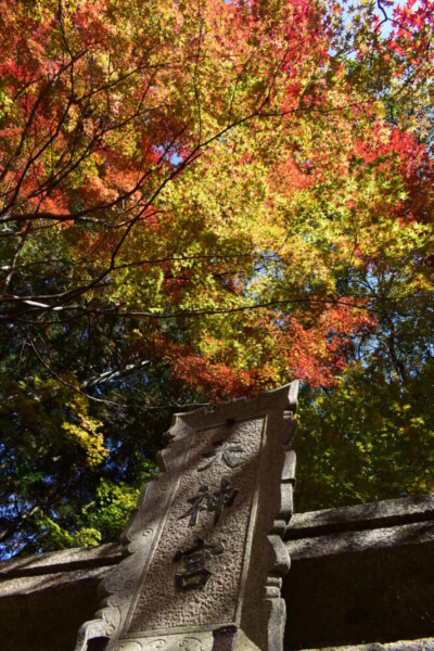 大道神社の紅葉　見頃　2020年11月14日　撮影:MKタクシー