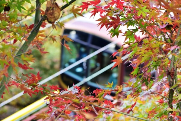 石清水八幡宮参道ケーブル・神応寺奥からの紅葉と「あかね」　見頃　2020年11月29日　撮影：MKタクシー